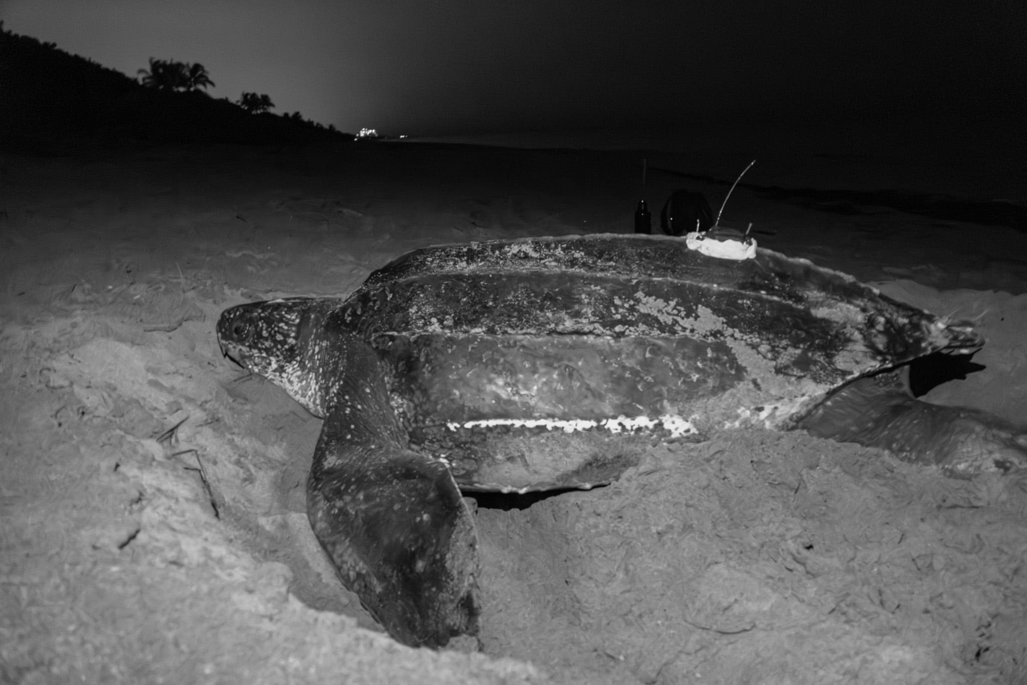 Not just great white sharks: 900-pound OCEARCH turtle pings off Bethune Beach, Florida