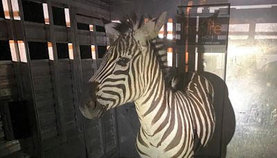 Escaped zebra captured after nearly a week on the run