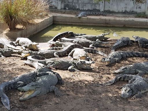 Thai farmer forced to kill more than 100 endangered crocodiles after a typhoon damaged their enclosure