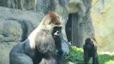 El impactante video viral de un gorila de espalda plateada interfiriendo en una pelea entre primates