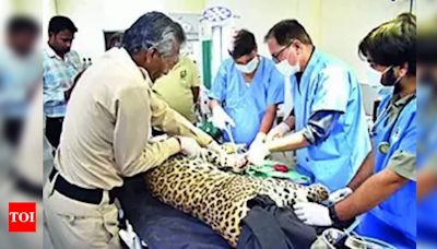 Leopard undergoes surgery at Van Vihar | Bhopal News - Times of India