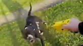 Shocking video shows American XL Bully dog attacking police officers