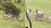 Herd Of Wild Elk Adopt Runaway Donkey