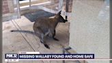 Watch: Loose wallaby captured after five days in Chicago suburb