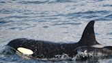 Photos show a female orca swimming with adopted baby pilot whale in unique case, scientists say