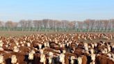 El Ejército pone en marcha un ambicioso plan para decenas de vacas