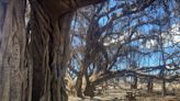 'A phoenix from the ashes': How the landmark tree is faring a year after Maui wildfire