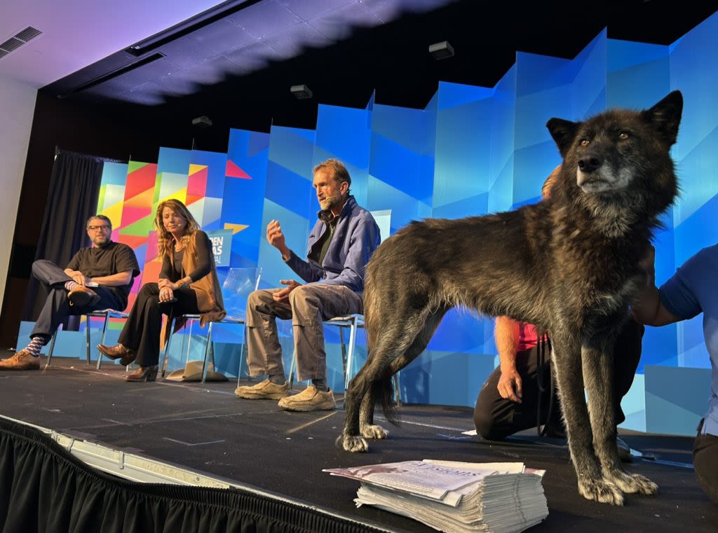 ‘Wolves at Our Doorstep’: Advocates introduce gray wolf, address rancher concerns at Aspen Ideas Festival