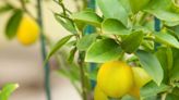 8 Reasons Why Your Lemon Tree Leaves Are Turning Yellow, and How to Fix Them