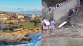 Turistas son perseguidos por leones marinos en San Diego