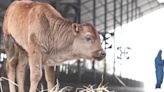 China clona con éxito dos tipos vacas en peligro de extinción