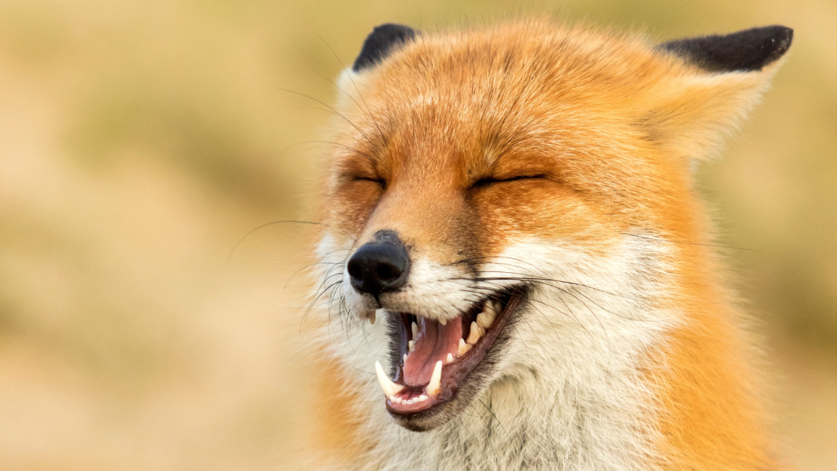 Fox Is Positively Giddy When Her Favorite Dog Comes Out to Play