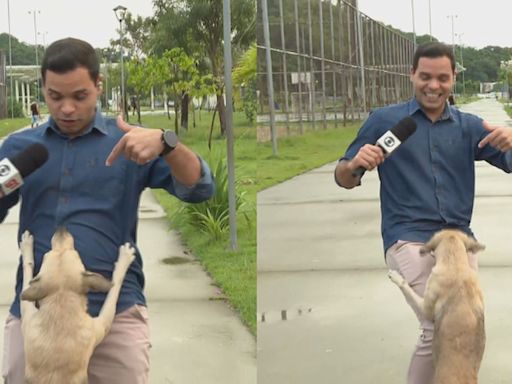 Fofura! Cachorro caramelo 'invade' transmissão da Globo e gera risos | TNOnline