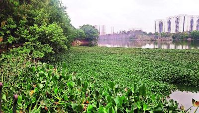 Lake- despair: Hyacinth blooms, but all else chokes