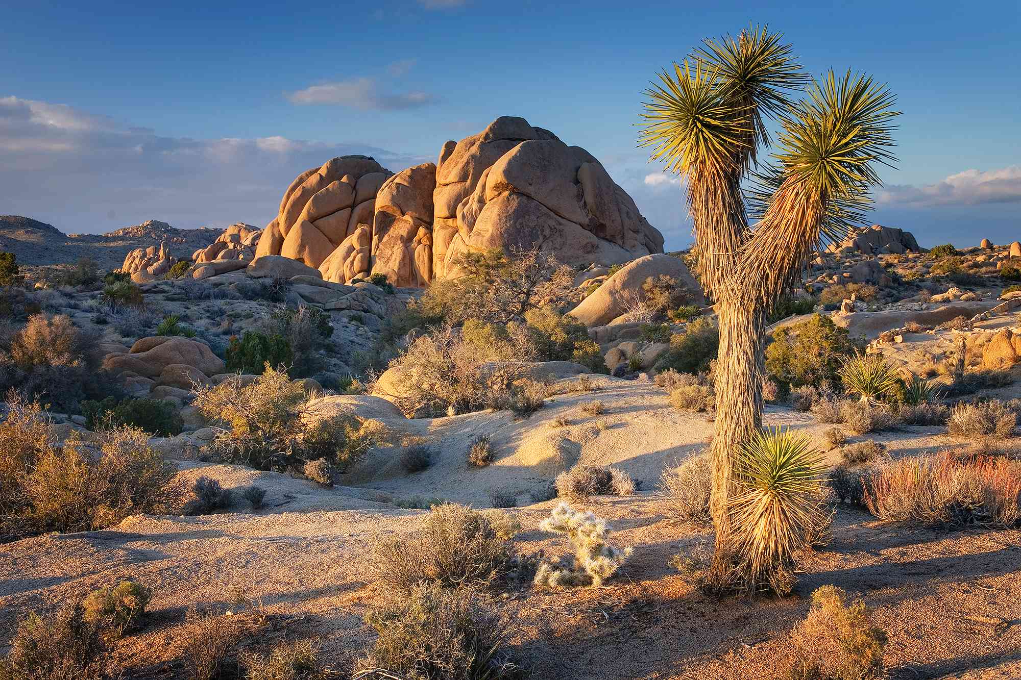 Lost Dog Reunites with Owner After Rescue in Joshua Tree National Park: ‘Never Thought I Would See Him Again'