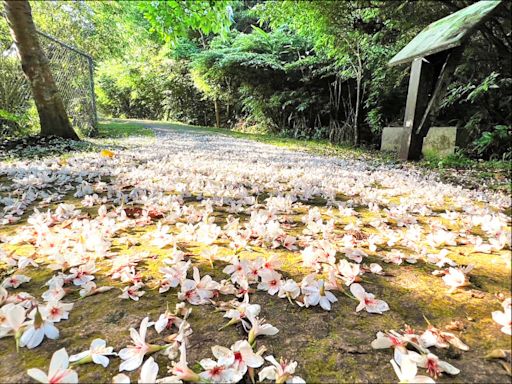 石碇桐花祭 淡蘭吊橋整修展新貌