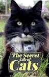 The Secret Life of Cats