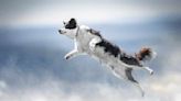 Dogwifhat (WIF) Jumps 21% As Analysts See $4.5 Price Tag