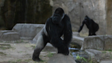 Zoo animals got quiet, exhibited nighttime behavior during total solar eclipse