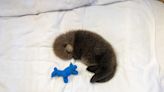 Second abandoned sea otter pup rescued in B.C. in less than a month