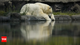 Polar Bear dies at zoo pond after trachea crushed during rough play - Times of India