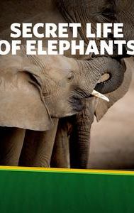 The Secret Life of Elephants