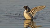 Driftwood Outdoors: Breeding duck decline could spell trouble for hunting