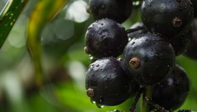 Oro violeta: esta fruta está repleta de antioxidantes, favorece el cuidado de la piel y ayuda a bajar de peso