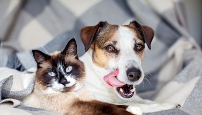 Wondering if your pet is happy? They’re already telling you.