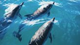 La inteligencia británica reportó que Rusia entrena delfines de combate en Crimea