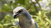 From the Extension: The scrub-jay is Florida's most unique bird