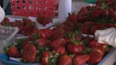 WATCH: 7@four goes live at Community School’s 44th Annual Strawberry Festival