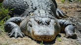 Florida Alligator Makes Himself Right at Home in Woman's Kitchen