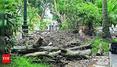 Tree logs block Lake spots for over a month in Kolkata | Kolkata News - Times of India