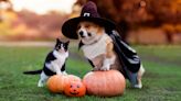 These Halloween Pet Costumes Will Put a Spell on You and Everyone Else