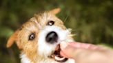 Dog treat recall prompts nationwide warning to pet owners