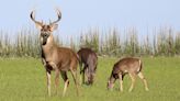 Here's the risk deer pose to Kansas drivers, according to recent annual accident records