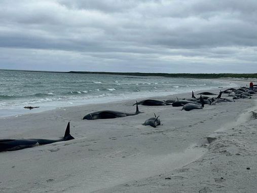 77 whales dead after mass stranding in Orkney