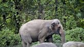 Bronx Zoo elephant named Happy isn't a person, court rules, as group pursues similar case in California