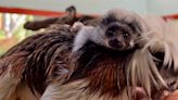 Zoo Boise welcomes new cotton-top tamarin to growing family