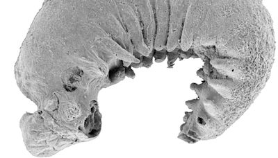 ‘My jaw just dropped’: Exceptionally well-preserved tiny worm fossil uncovered