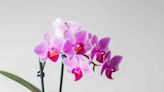 How Long Do Orchids Live? How to Maximize Their Lifespan