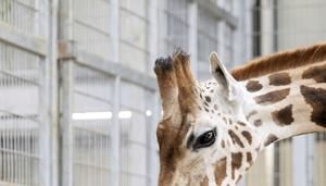 Watch baby giraffe slowly gets to his feet after being born | FOX 28 Spokane