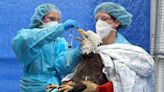 mRNA vaccine by UPenn scientists could manage bird flu outbreak