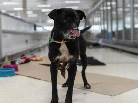 Un antiguo hipermercado se convierte en refugio de mascotas rescatadas en el sur de Brasil