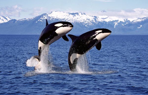 Orcas sink another yacht: why killer whales are attacking boats