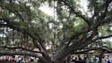 Ring by ring, majestic banyan tree in heart of fire-scorched Lahaina chronicles 150 years of history