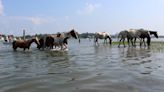 Thousands watch Chincoteague wild ponies complete 99th annual swim in Virginia