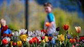 Oklahoma tulip farms: Four places to pick your own tulips this spring