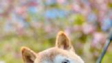 Kabosu, the Shiba Inu Beloved Mascot of 'Doge' Coin, Has Sadly Passed